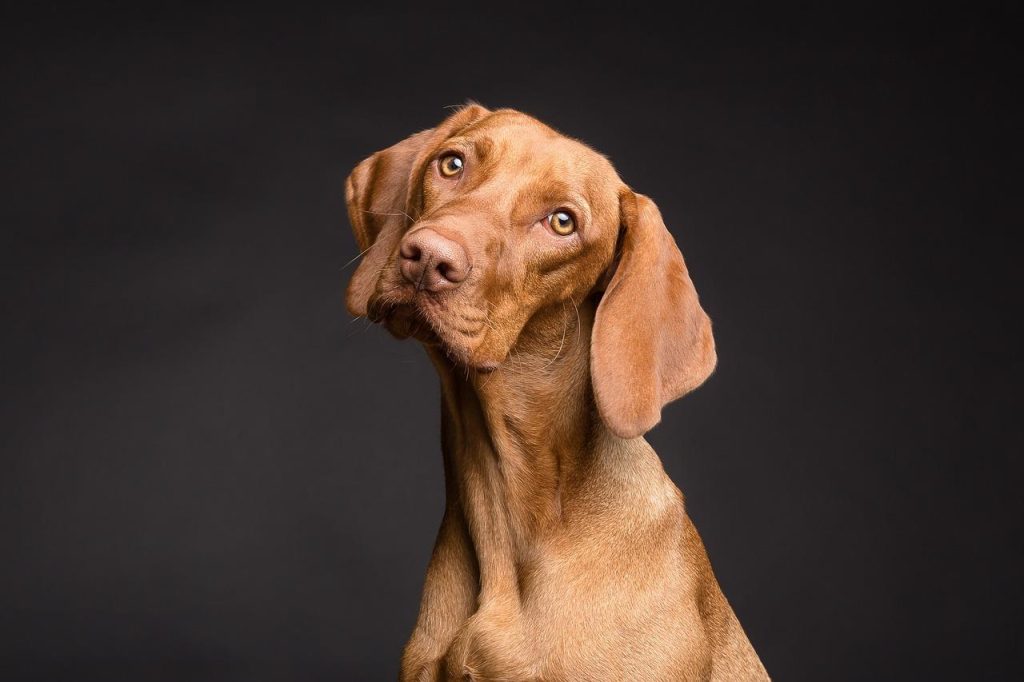 Beste hondenbuggy modellen inclusief Trixie fietskar en Doggyride Mini voor kleine en grote honden