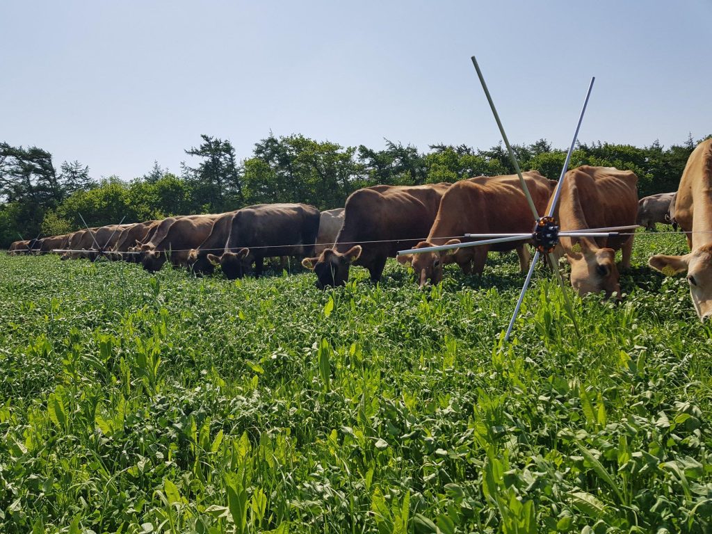 Pure Graze demonstreert het juiste grasmengsel voor duurzame veehouderij en natuurlijke landbouwmethoden