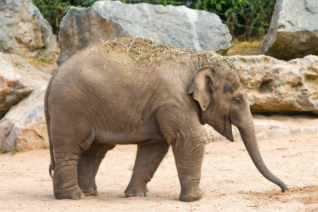 Jonge olifant in dierentuin, symboliserend een dagje uit met dierentuinkaartjes met korting