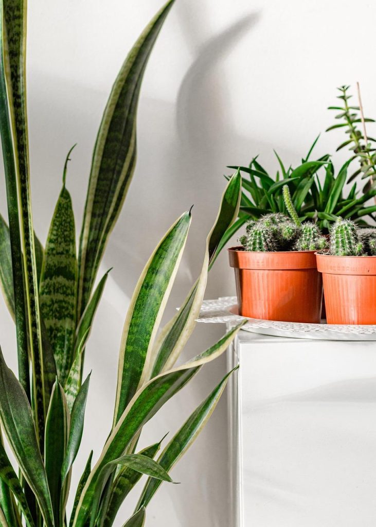Groene kantoorplanten zoals areca palm en sansevieria die de luchtkwaliteit verbeteren en productiviteit verhogen